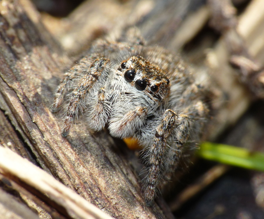 Philaeus chrysops